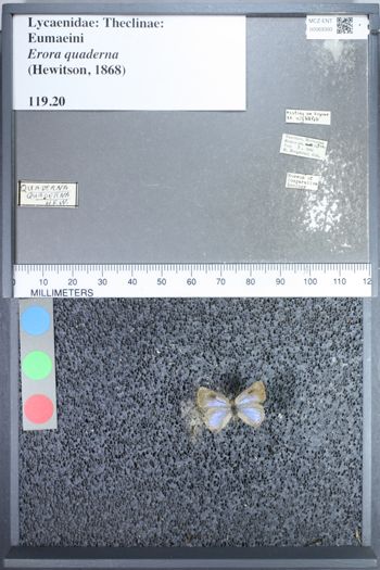Media type: image;   Entomology 69393